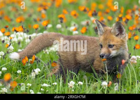 Renard rouge américain (Vulpes vulpes fulva) cub Banque D'Images