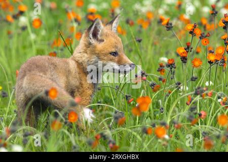 Renard rouge américain (Vulpes vulpes fulva) cub Banque D'Images