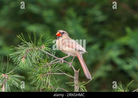 Cardinal du Nord femelle, Cardinalis cardinalis, à McLeansville, NC. Banque D'Images