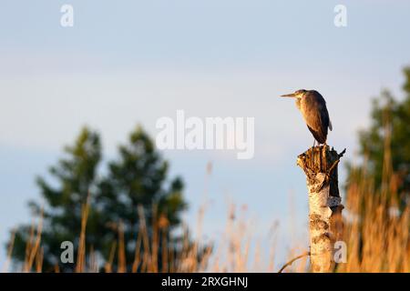 Héron gris (Ardea cinerea), reposant sur un arbre brisé à la lumière du matin, Naturpark Flusslandschaft Peenetal, Mecklembourg-Poméranie occidentale, Allemagne Banque D'Images