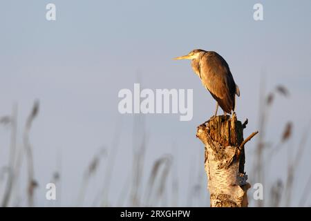 Héron gris (Ardea cinerea), reposant sur un arbre brisé à la lumière du matin, Naturpark Flusslandschaft Peenetal, Mecklembourg-Poméranie occidentale, Allemagne Banque D'Images