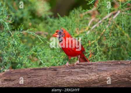 Northern Cardinal, Cardinalis cardinalis, mue des plumes en été à l'arrière-cour de McLeansville, NC. Banque D'Images