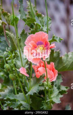 Fleur de coquelicot dans le jardin à McLeansville, NC. Banque D'Images