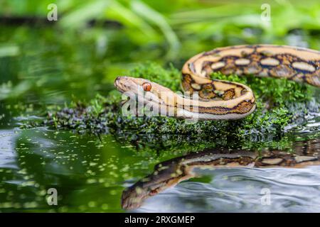 Tiger reticulated Python, Python reticulatus, chez Gary carter à Mcleanville, Caroline du Nord. Banque D'Images