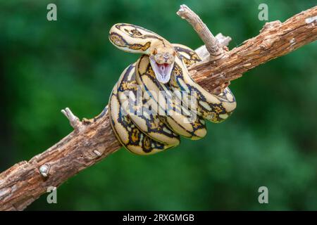 Tiger reticulated Python, Python reticulatus, chez Gary carter à Mcleanville, Caroline du Nord. Banque D'Images