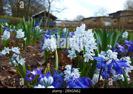 Fragile petite fleur printanière Puschkinia Scilloides dans le parc de la ville à Helsingborg, Suède, gros plan Banque D'Images