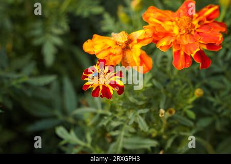Fleurs Marigold rouges et jaunes avec coléoptère noir et feuilles vertes en arrière-plan. Banque D'Images