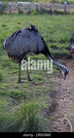 Curaca, bahia, brésil - 17 septembre 2023 : oiseau autruche - Struthio camelus - vu dans une ferme dans la zone rurale de la municipalité de Curaca, arrière-pays Banque D'Images