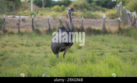 Curaca, bahia, brésil - 17 septembre 2023 : oiseau autruche - Struthio camelus - vu dans une ferme dans la zone rurale de la municipalité de Curaca, arrière-pays Banque D'Images