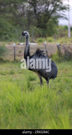 Curaca, bahia, brésil - 17 septembre 2023 : oiseau autruche - Struthio camelus - vu dans une ferme dans la zone rurale de la municipalité de Curaca, arrière-pays Banque D'Images