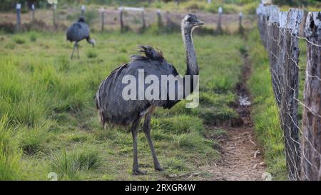 Curaca, bahia, brésil - 17 septembre 2023 : oiseau autruche - Struthio camelus - vu dans une ferme dans la zone rurale de la municipalité de Curaca, arrière-pays Banque D'Images