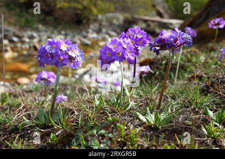 Fleurs violettes de Primula denticulata (Drumstick Primula) au printemps dans les montagnes de l'Himalaya, Népal (près du village de Dhole sur le chemin de Gokyo) Banque D'Images