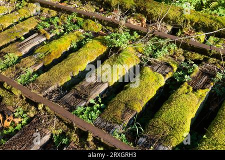 Moss couvrait les traverses de chemin de fer en bois sur la voie ferrée désaffectée avec des rails rouillés Banque D'Images