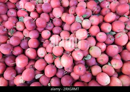 Grande quantité de pommes de gala Washington fraîchement cueillies avec des feuilles et des tiges Banque D'Images