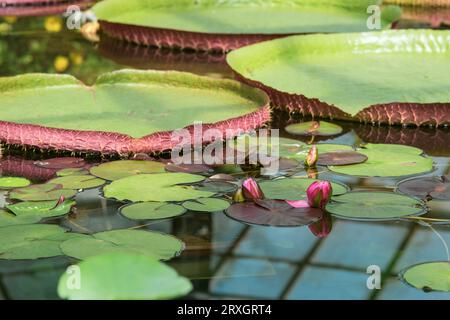 bourgeons violets d'un nénuphar tropical avant la floraison dans une piscine sous serre Banque D'Images