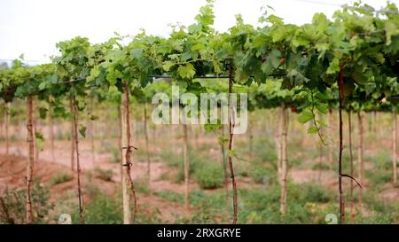 Curaca, bahia, brésil - 18 septembre 2023 : plantation de raisins dans une ferme de la vallée de la rivière Sao Francisco à Bahia. Banque D'Images