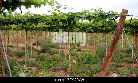 Curaca, bahia, brésil - 18 septembre 2023 : plantation de raisins dans une ferme de la vallée de la rivière Sao Francisco à Bahia. Banque D'Images