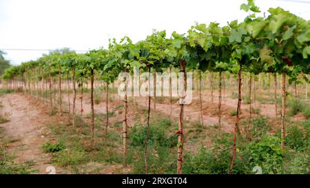 Curaca, bahia, brésil - 18 septembre 2023 : plantation de raisins dans une ferme de la vallée de la rivière Sao Francisco à Bahia. Banque D'Images