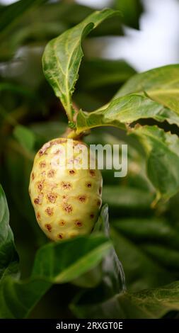 Curaca, bahia, brésil - 18 septembre 2023 : fruit de Noni - Morinda citrifolia - dans une ferme dans la Bahia rurale. Banque D'Images