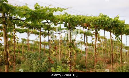 Curaca, bahia, brésil - 18 septembre 2023 : plantation de raisins dans une ferme de la vallée de la rivière Sao Francisco à Bahia. Banque D'Images