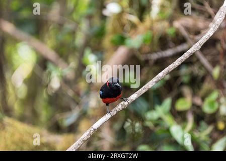 Tanager de montagne perché à ventre écarlate (Anisognathus igniventris) dans la réserve de Yanacocha, Équateur Banque D'Images