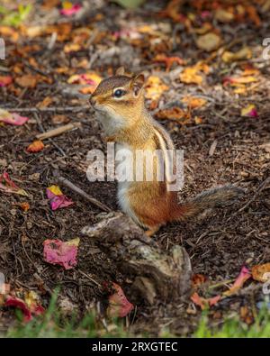 Un chipmunk s'arrête et s'assoit debout au milieu de pétales de roses tombés dans une roseraie par une journée ensoleillée d'automne. Banque D'Images