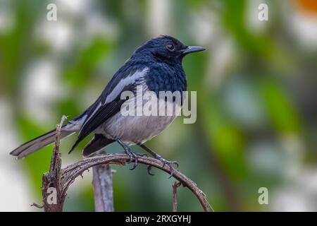 Portrait d'une Magpie orientale sur une branche Banque D'Images