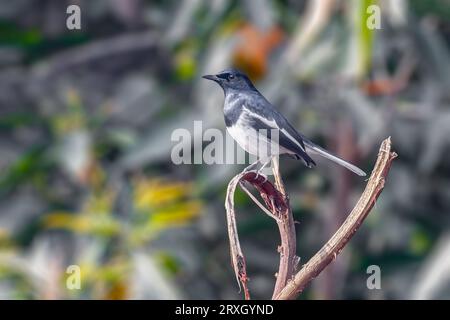 Une Magpie orientale perchée sur une branche Banque D'Images