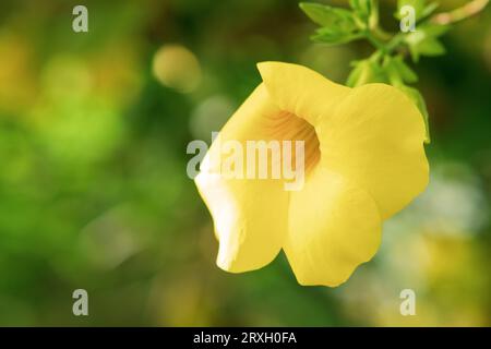 grande fleur jaune de plante tropicale allamanda sur un fond naturel flou Banque D'Images