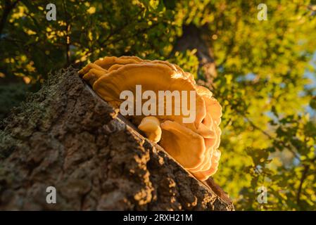 Les champignons close up Banque D'Images