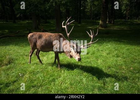 Red Deer stag avec bois Banque D'Images