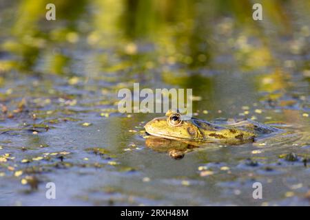 Grenouille des marais verts (Pelophylax ridibundus) dans le delta du Danube, Roumanie, Europe Banque D'Images