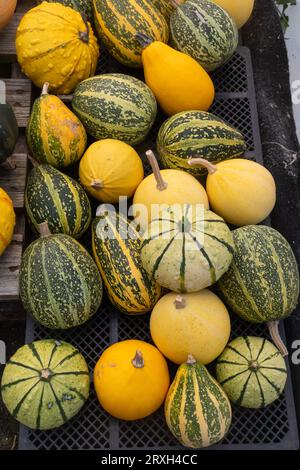 Sélection de citrouilles et courges, automne automne halloween produits maison légumes. Gourdes colorées assorties. Banque D'Images