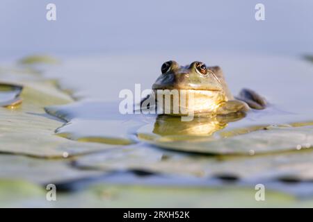 Grenouille des marais verts (Pelophylax ridibundus) dans le delta du Danube, Roumanie, Europe Banque D'Images