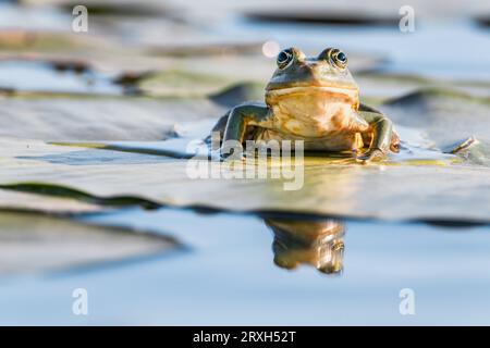 Grenouille des marais verts (Pelophylax ridibundus) dans le delta du Danube, Roumanie, Europe Banque D'Images