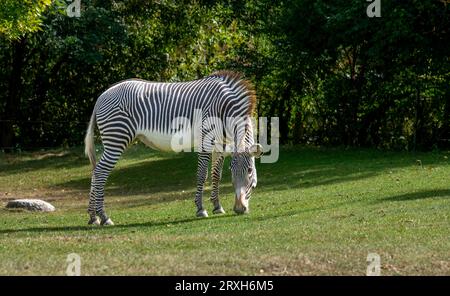 African Zebra au zoo de Toronto, ON, Canada Banque D'Images