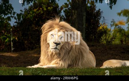 African-Lion, Animal King, au zoo de Toronto, ON. Canada Banque D'Images