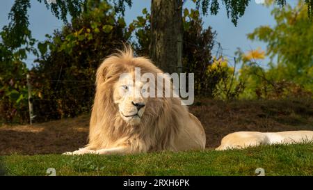 African-Lion, Animal King, au zoo de Toronto, ON. Canada Banque D'Images