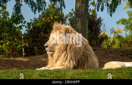 African-Lion, Animal King, au zoo de Toronto, ON. Canada Banque D'Images