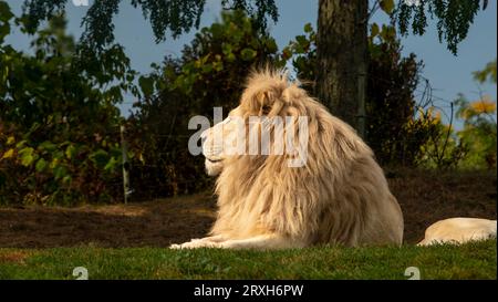 African-Lion, Animal King, au zoo de Toronto, ON. Canada Banque D'Images