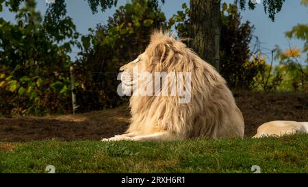African-Lion, Animal King, au zoo de Toronto, ON. Canada Banque D'Images