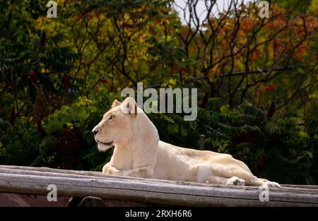 African-Lion, Animal King, au zoo de Toronto, ON. Canada Banque D'Images