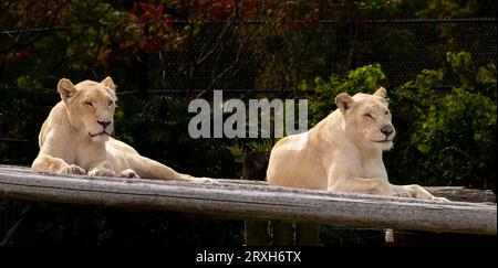 African-Lion, Animal King, au zoo de Toronto, ON. Canada Banque D'Images