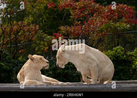 African-Lion, Animal King, au zoo de Toronto, ON. Canada Banque D'Images