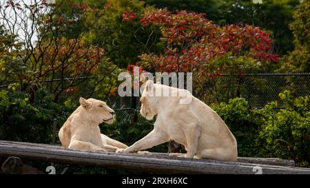 African-Lion, Animal King, au zoo de Toronto, ON. Canada Banque D'Images