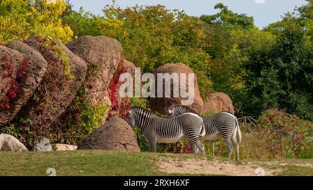 African Zebra au zoo de Toronto, ON, Canada Banque D'Images