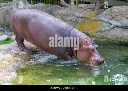 Hippapotames africains au zoo de Toronto, ON. Canada Banque D'Images