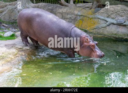 Hippapotames africains au zoo de Toronto, ON. Canada Banque D'Images