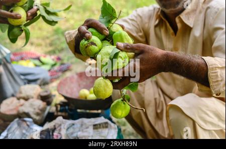 Gros plan de la botte de fruits de goyave rippée isolée sur la main du jardinier. Fruits de goyave. Goyaves isolées sur la main. Fruits de goyave à portée de main. Jardin de guavas. Jardin fruitier. Banque D'Images