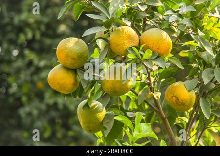 Capture du fruit orange suspendu à la branche. Arbre orange avec fruit.oranges pendant Tree.Ripe et oranges fraîches pendantes sur la branche. Fruits juteux W Banque D'Images